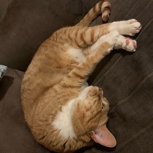 Meet your Posher, Ally